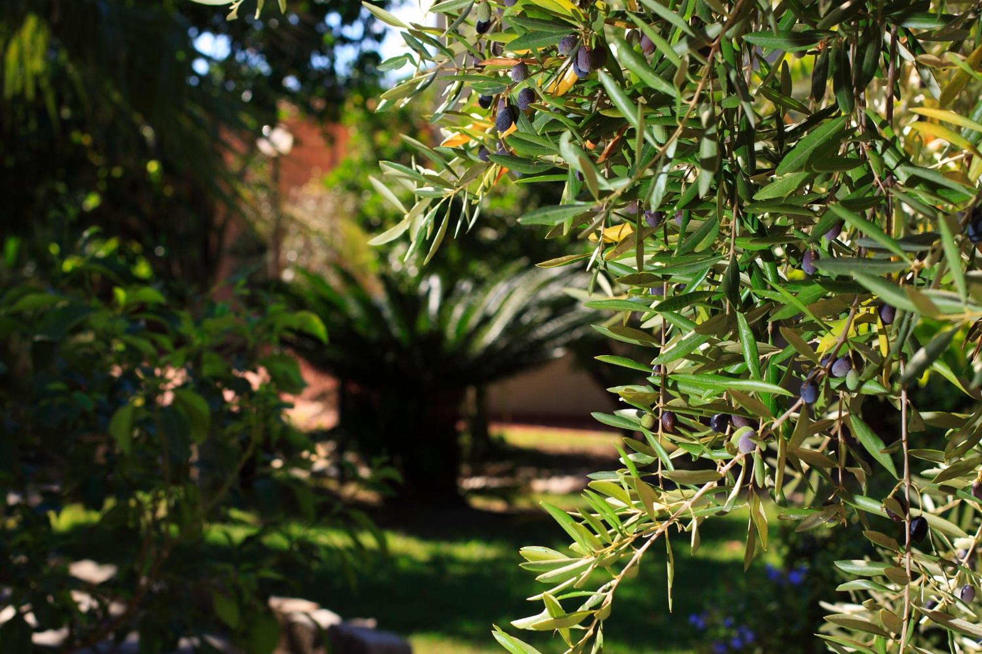 Hotel L'Ulivo Girasole Εξωτερικό φωτογραφία